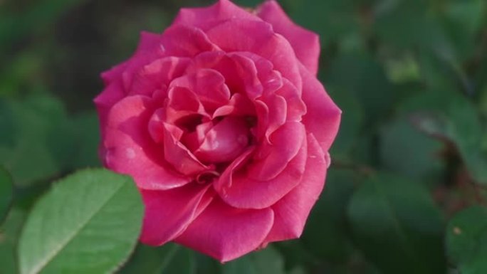 花园玫瑰粉色。绿色背景上的粉红色玫瑰特写