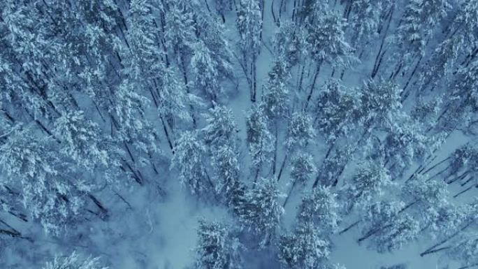 无人机飞过白雪皑皑的冬季森林，高大的松树和云杉。北方的仙林，树梢被雪覆盖。美丽的冬季景观，无边无际的