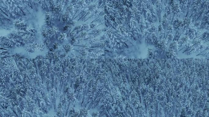 无人机飞过白雪皑皑的冬季森林，高大的松树和云杉。北方的仙林，树梢被雪覆盖。美丽的冬季景观，无边无际的