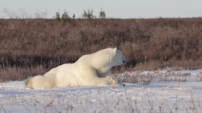 北极熊躺在雪地上