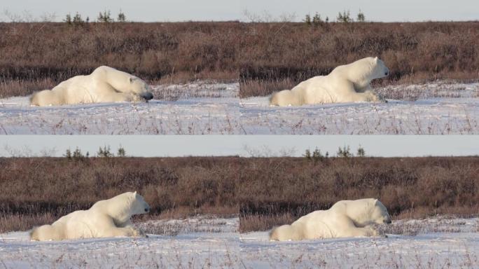 北极熊躺在雪地上