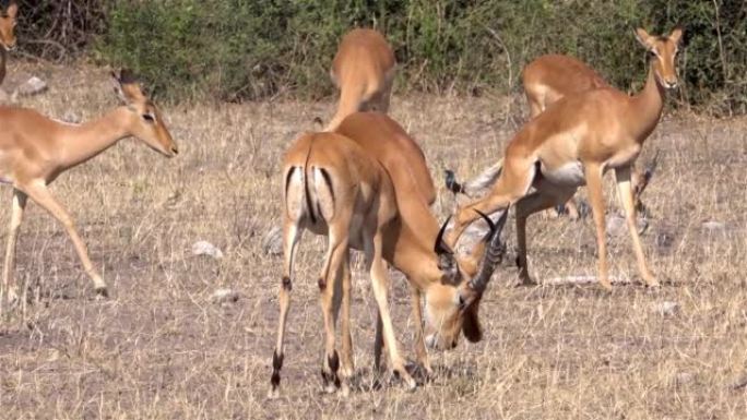 男性黑斑羚扑打头，非洲