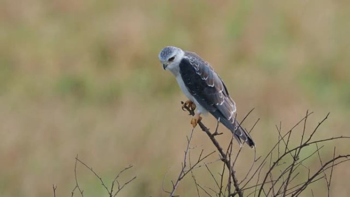 黑翅风筝或黑肩风筝、Elanus caeruleus、天蛾科小日行猛禽、长翅灰色或白色猛禽、黑肩斑块