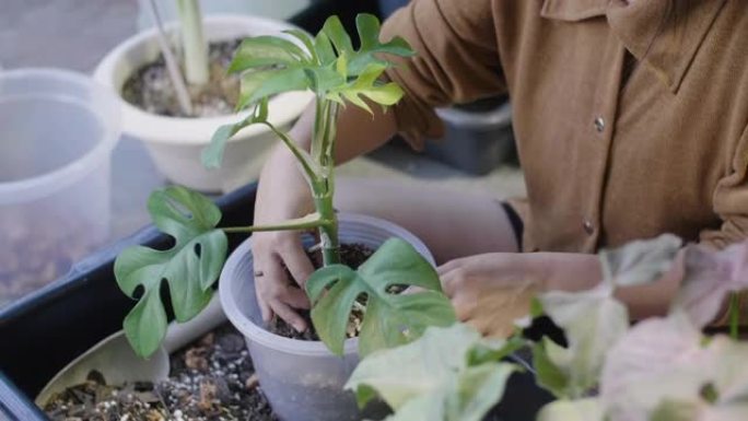 时髦的亚洲女人照顾她的室内植物花园。