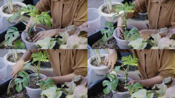 时髦的亚洲女人照顾她的室内植物花园。