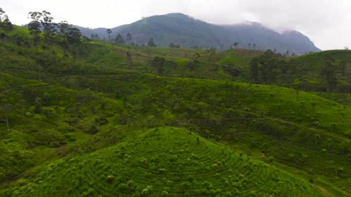 斯里兰卡的茶叶庄园。高山茶园