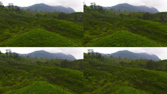 斯里兰卡的茶叶庄园。高山茶园