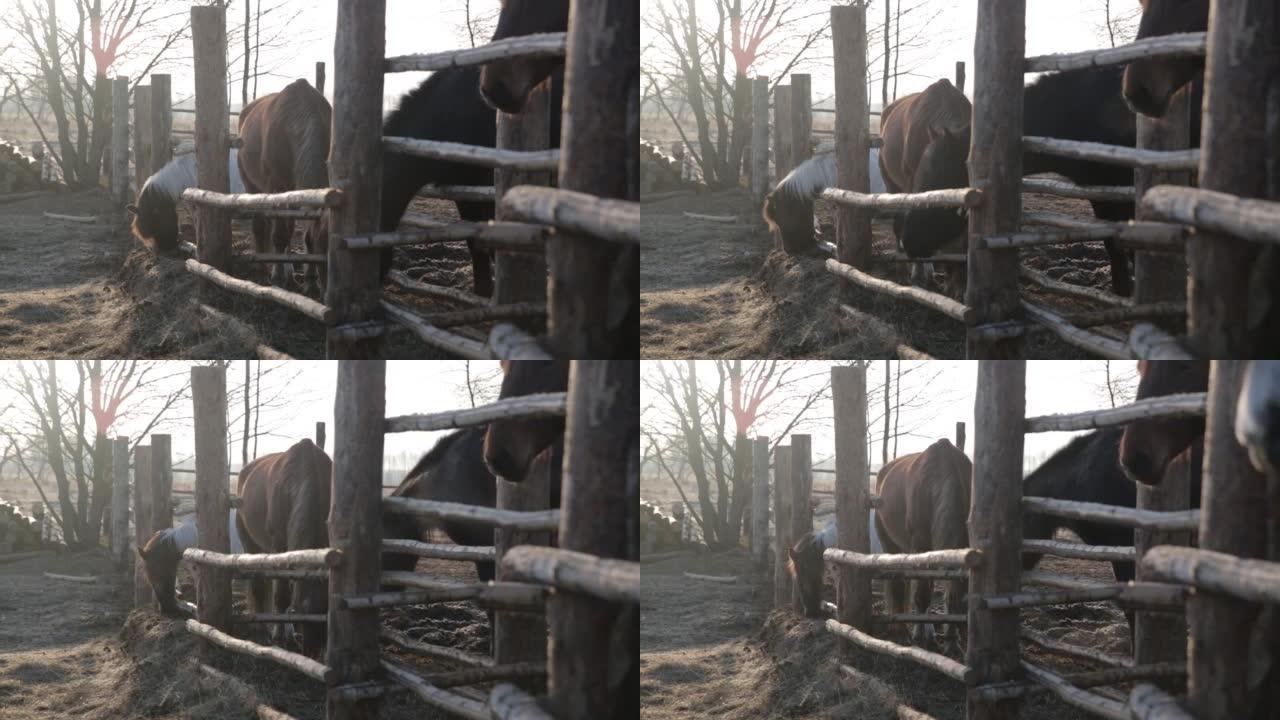 一只乡村小马吃光了木栅栏后面剩下的干草。