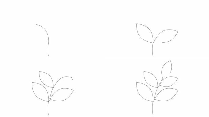 抽象叶植物的单线绘制动画。连续线自画室内植物动画。全长运动