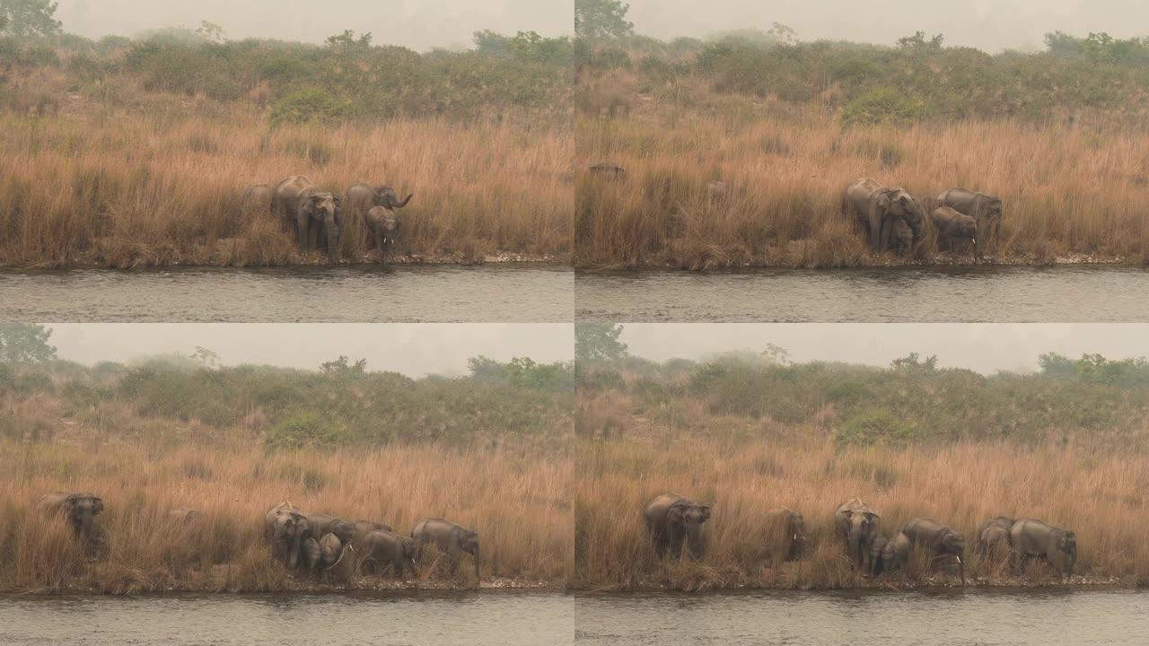 野生亚洲象或象牙家族或牛群在行动中从印度北阿坎德邦吉姆·科贝特国家公园迪卡拉地区的拉姆甘加河饮水或解