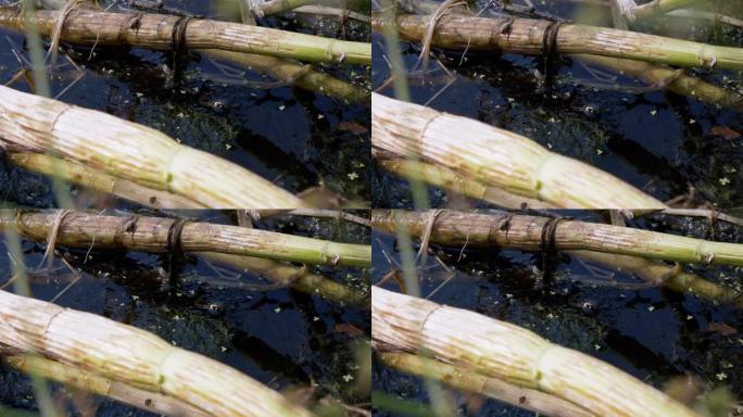 黄色耳朵的无毒蛇在杂草丛生的河中狩猎。4K.特写