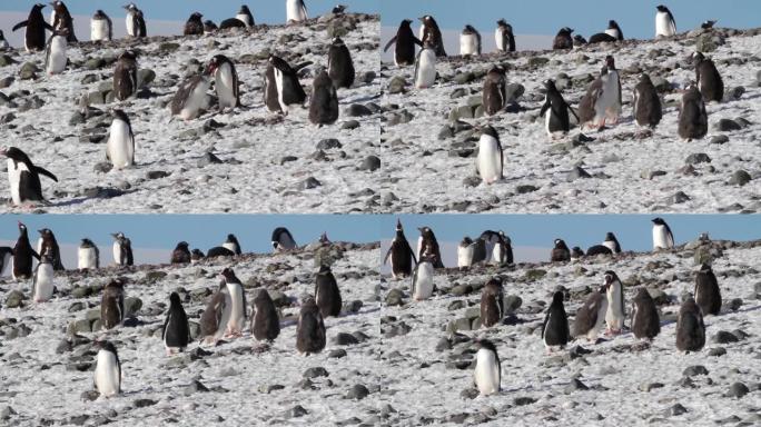 在南极洲觅食的Gentoo企鹅