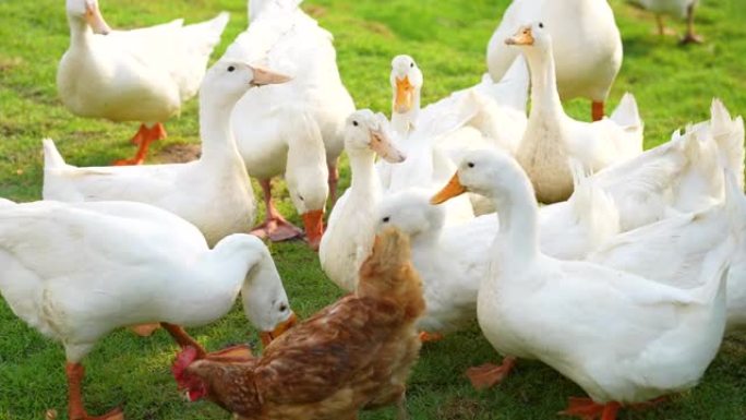 农场里的鸭、鸡和鹅。户外学习和耕作的概念