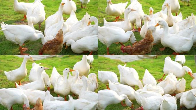 农场里的鸭、鸡和鹅。户外学习和耕作的概念