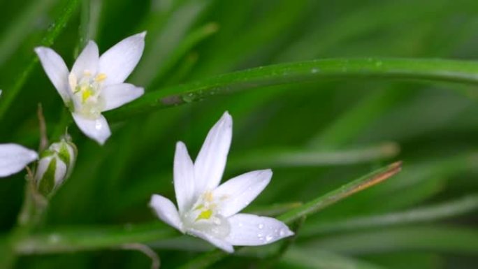 雨后的春天野花伯利恒之星 (Ornithogalum umbellatum-拉丁语名称)。白草百合在