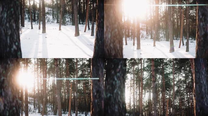 冬天日落时森林雪上的阳光阴影