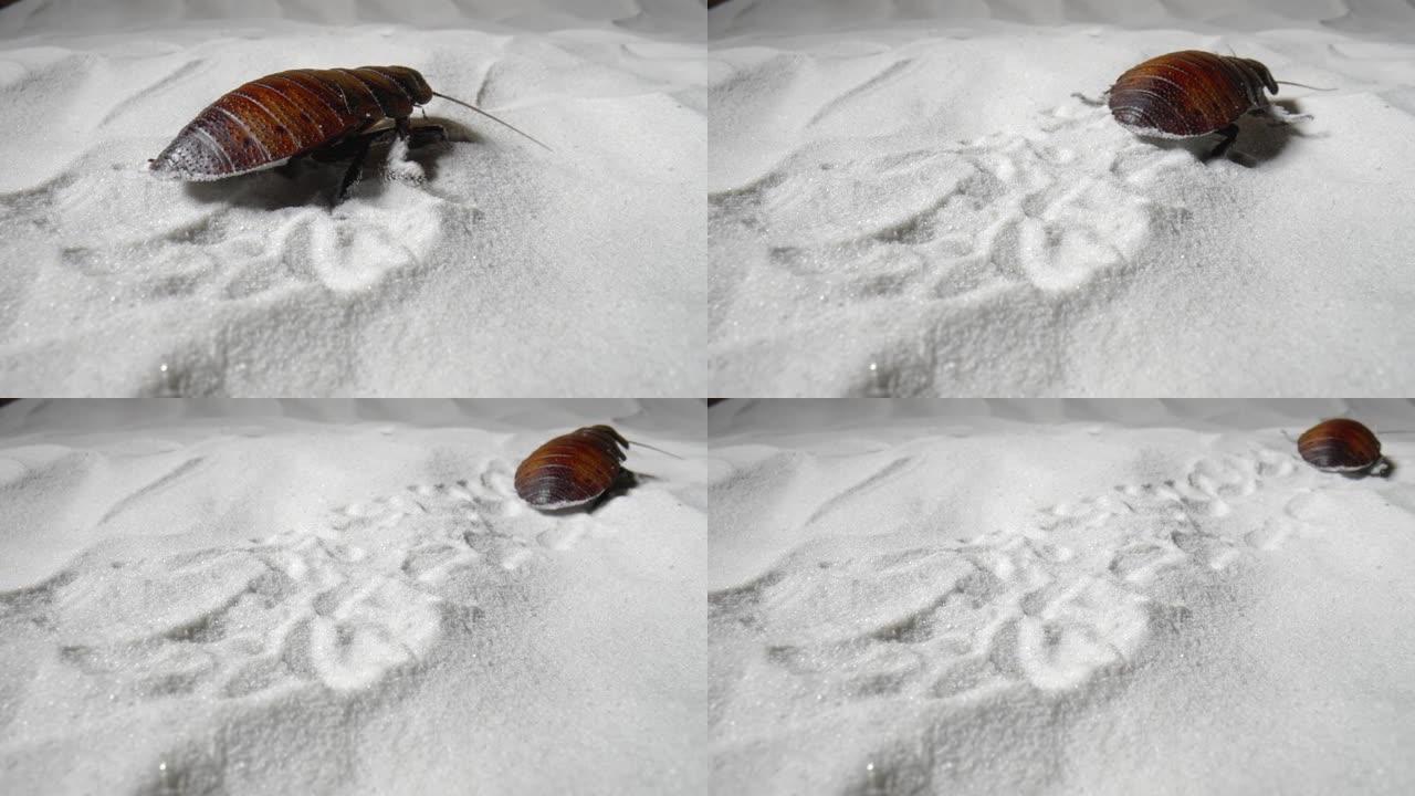 马达加斯加嘶嘶的蟑螂在白色干燥的沙子上爬行。大型的棕色甲虫，具有长卷须，节肢动物昆虫中的纯天然矿物石