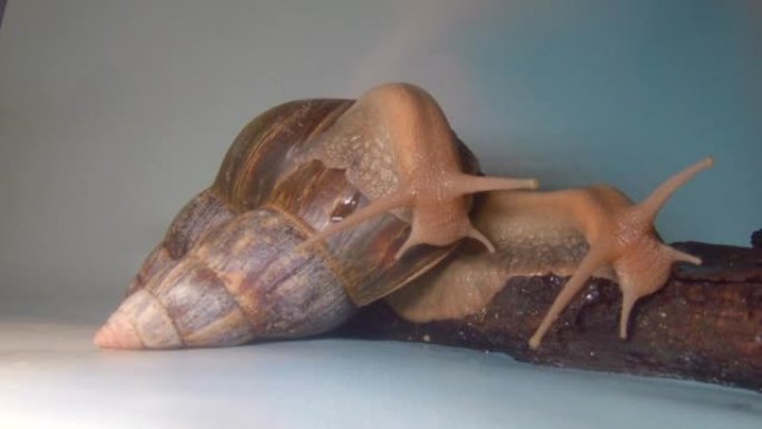 非洲蜗牛