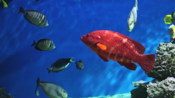 加里波第鱼在水下场景。水下催眠。水下加里波第鱼。高质量4k镜头