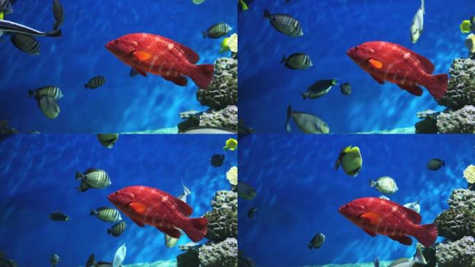 加里波第鱼在水下场景。水下催眠。水下加里波第鱼。高质量4k镜头