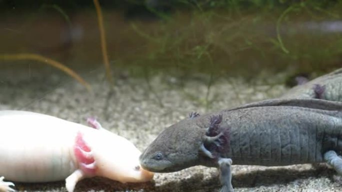 水族馆沙质底部的阿索洛特墨西哥步行鱼Ambystoma Mexicanum