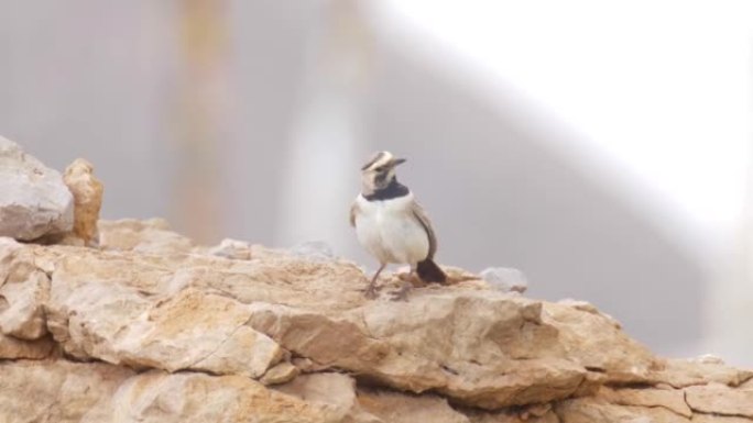 岩石上的有角百灵鸟，