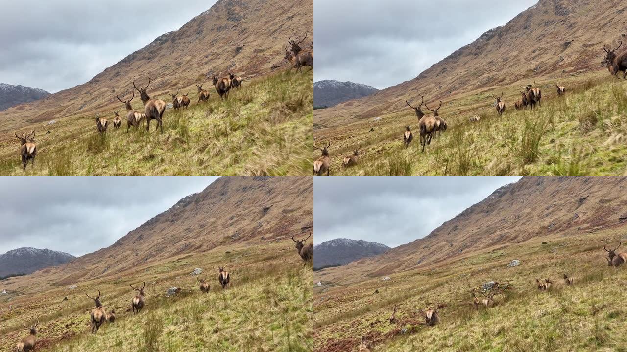 慢动作在苏格兰奔跑的马鹿群