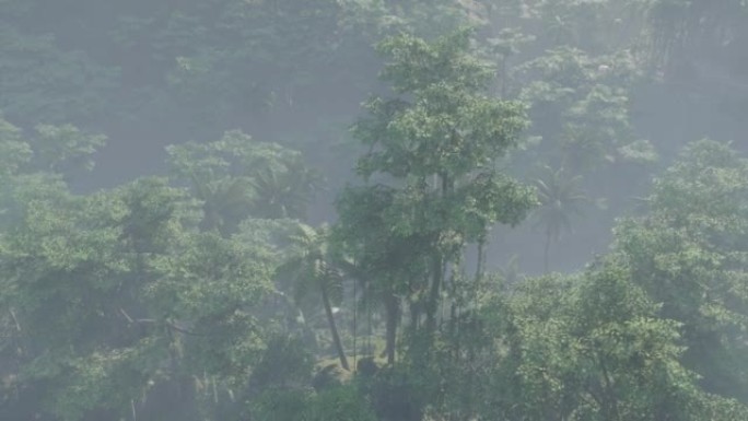 雾覆盖了丛林雨林景观