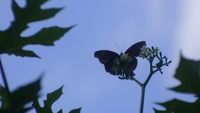 黑色蝴蝶栖息在花园里的叶子上，一只蝴蝶带有美丽的图案
