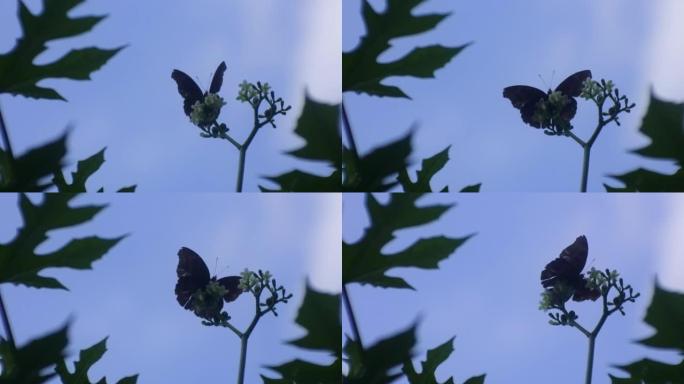 黑色蝴蝶栖息在花园里的叶子上，一只蝴蝶带有美丽的图案