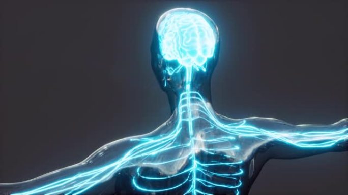 脊髓神经能量冲动进入大脑