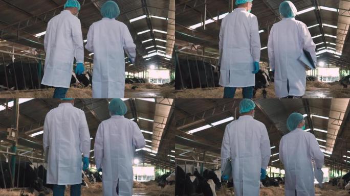 兽医在奶牛场的牛棚里行走，用平板电脑做笔记