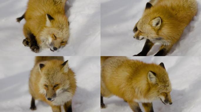 雪地里美丽的狐狸