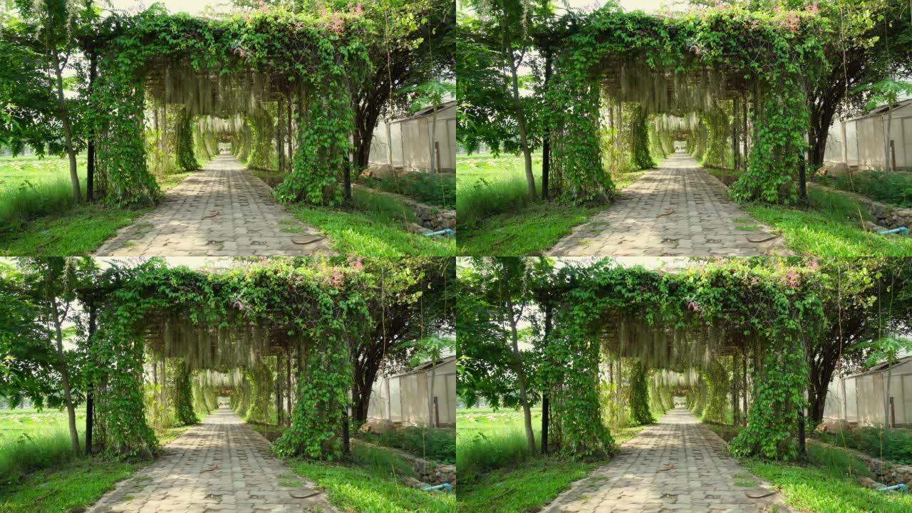 花园隧道上美丽的树拱