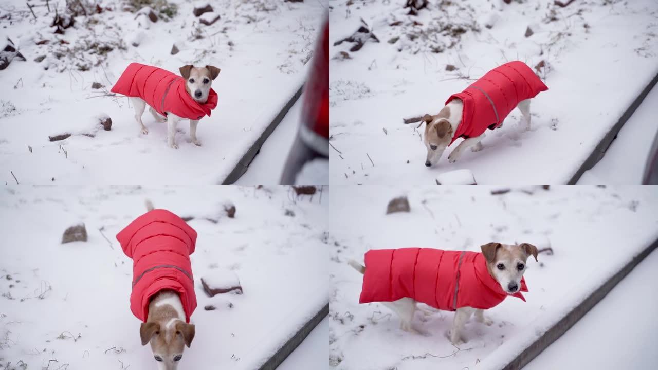 可爱的小狗穿着红色保暖冬衣在外面散步。