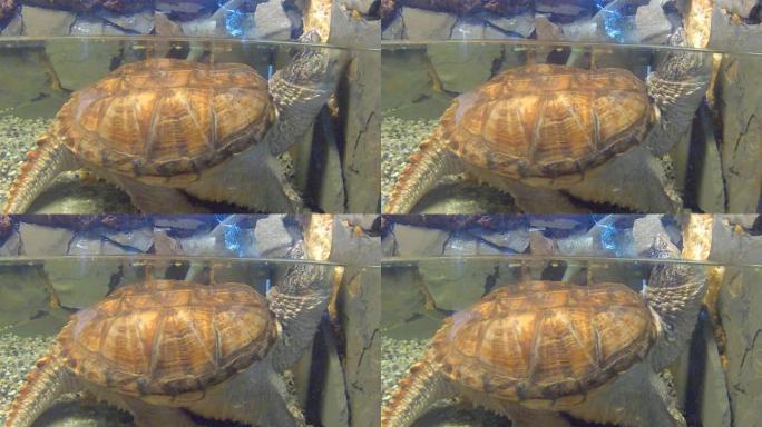 淡水龟
