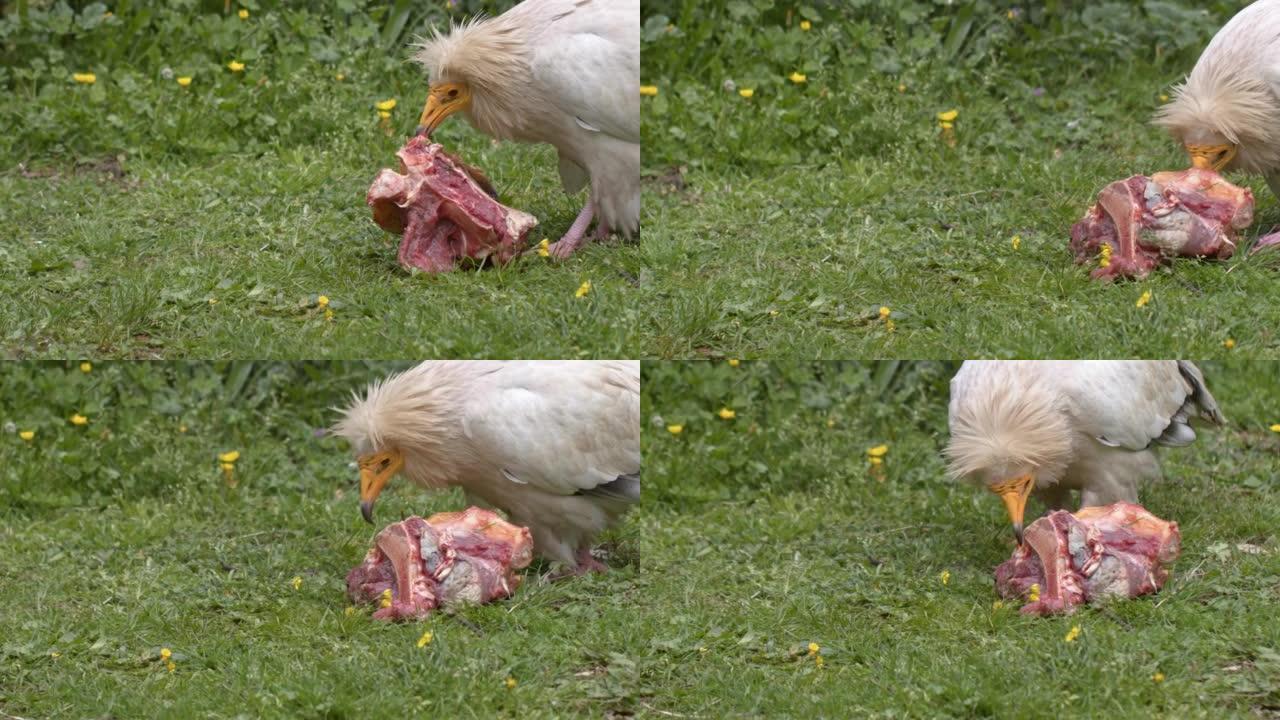 动物鸟鹰正在吃生肉