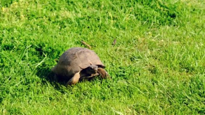 小乌龟在花园里的绿草地上行走