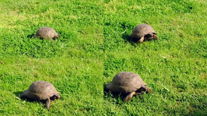 小乌龟在花园里的绿草地上行走