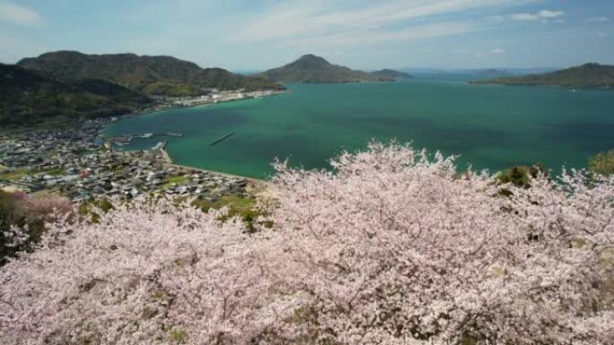 香川县三洋市拓马町的山上樱花与濑户内海