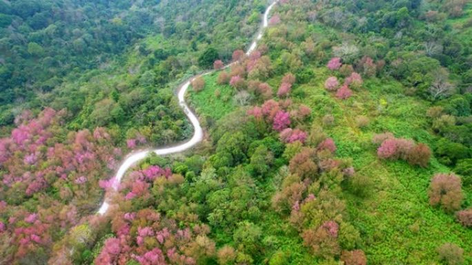 在泰国北部的热带森林中，樱花红盛开。4k鸟瞰图，泰国黎府