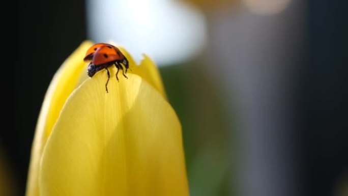 瓢虫坐在郁金香花瓣和张开的翅膀上。鲜艳的红色和黄色。春天概念。园艺，春天，宏观，选择性聚焦，宏观。