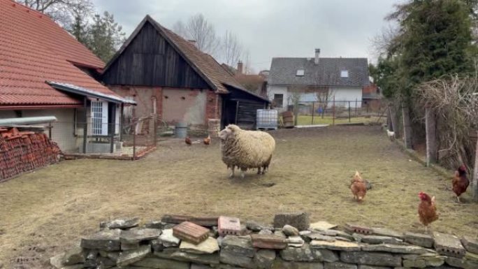 大羊和奇肯站在院子里。胖蓬松美利奴羊