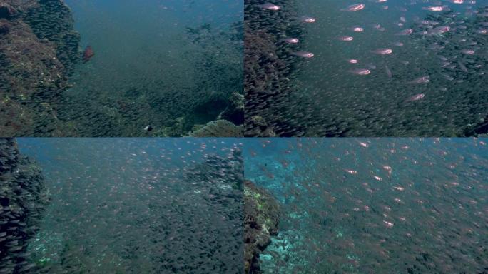 野生窄条纹红衣主教鱼 (Apogon exostigma) 泰国Similan Islands