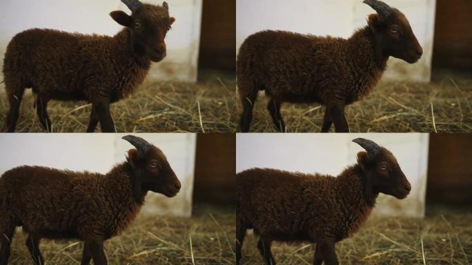 围场中一只可爱的滑稽小羊的肖像。