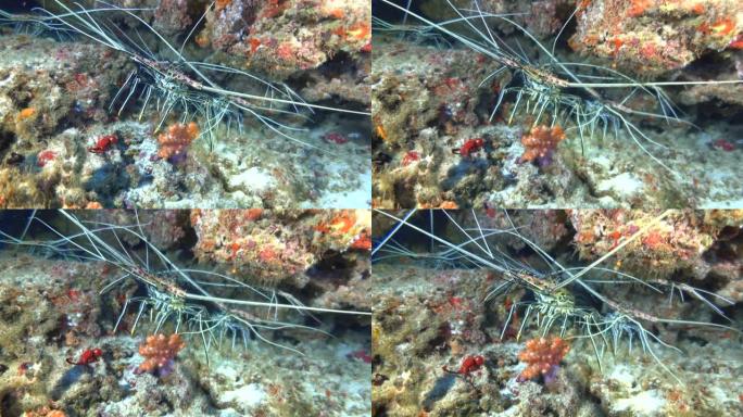 海洋生物 -- 五颜六色的礁石中的龙虾
