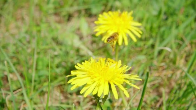 蜜蜂从蒲公英花中收集花蜜并飞走，慢动作250fps