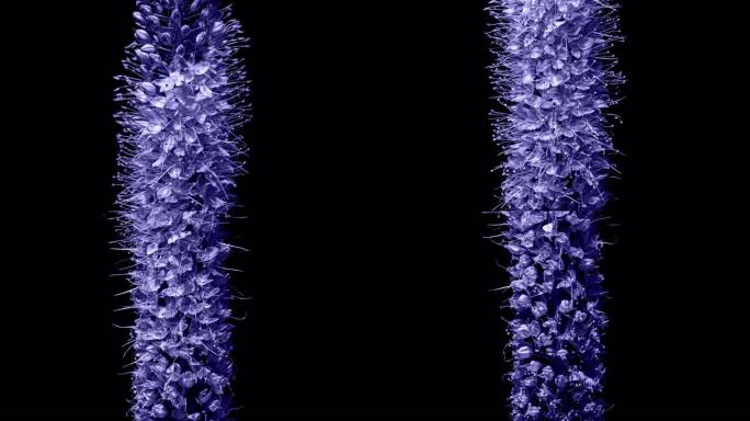 在黑色背景上，紫罗兰色的花朵在时间流逝中绽放。狐尾百合或蛇尾百合。一年的颜色2022非常Peri