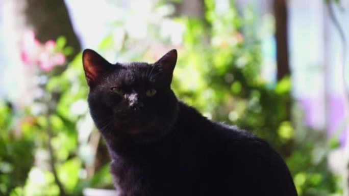 黑猫流浪猫毛皮凝视