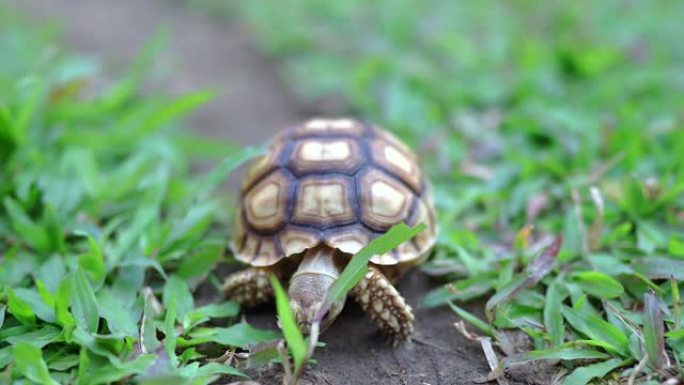 可爱的小乌龟在地上吃绿草。